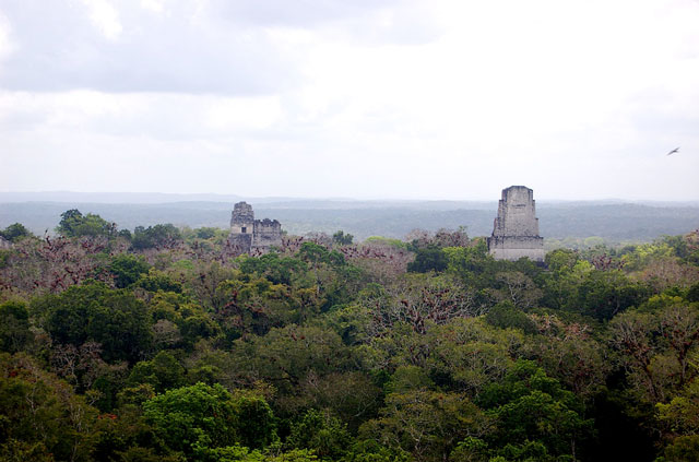 Ruínas de templo Maia na Floresta Tikal, Guatemala: 500 anos de recuperação não foram suficientes. Foto: Willem van Bergen