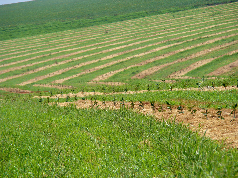 Agricultura sustentável na Alta Paulista. Crédito: Secretaria de Agricultura e Abastecimento Agriculturasp