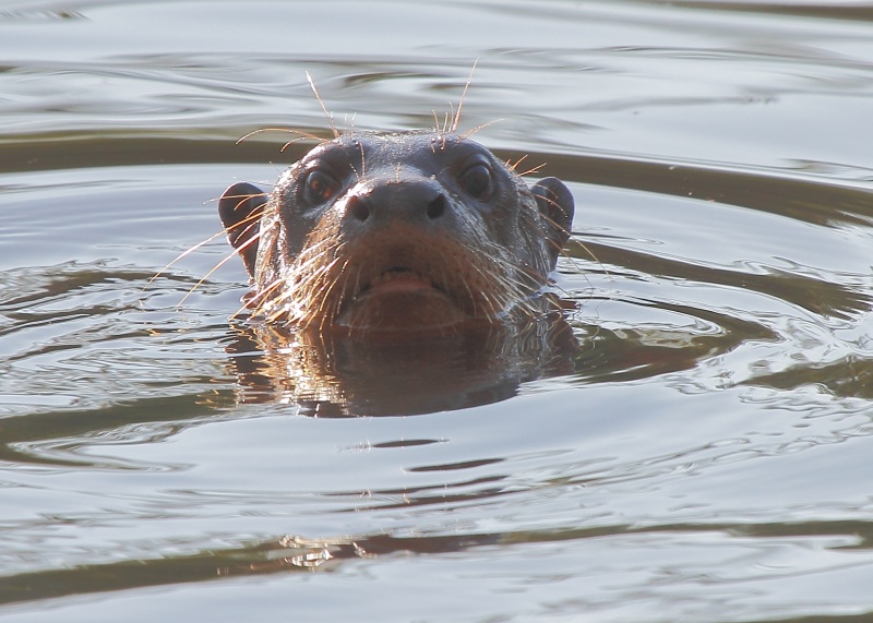 Uma ariranha vista sob uma luz esquisita no rio Essequibo, na Guyana. Será esse o Negro D’Água? Foto: Fábio Olmos