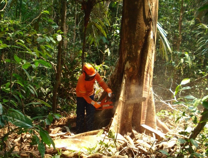 Extração da primeira árvore na concessão florestal na Floresta Nacional do Jamari. Foto: Serviço Florestal Brasileiro/Divulgação.