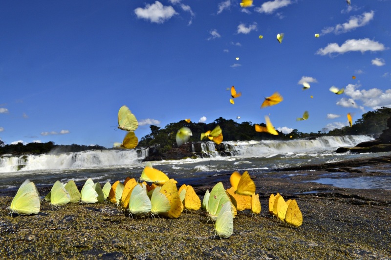 Borboletas amarelas roubam a cena no Parque Nacional do Juruena, flagrante eternizado pelo fotógrafo Adriano Gambarini.