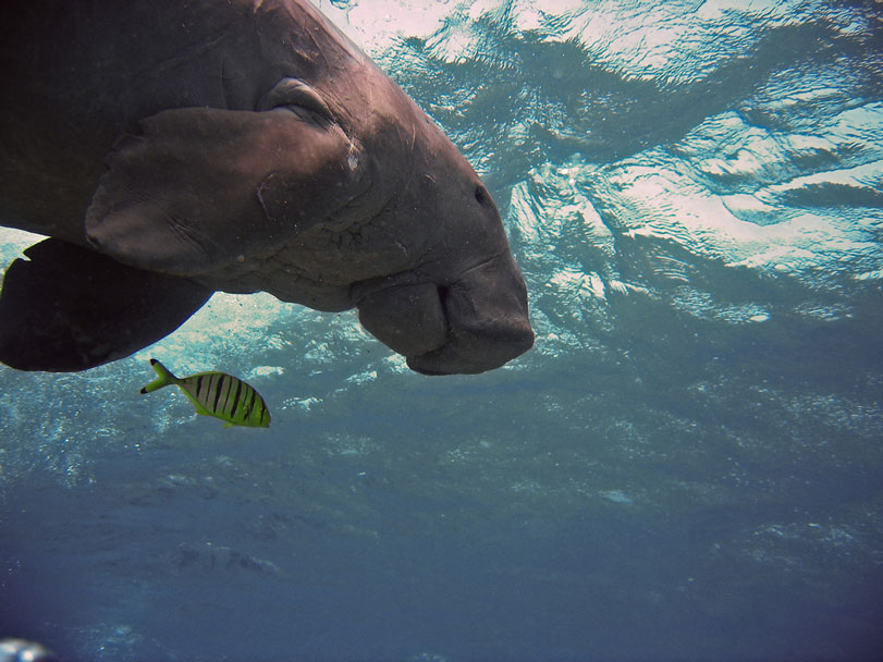 Dugongo ([i] Dugong dugon[/i]). Foto: