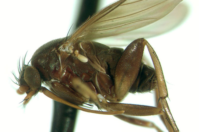 Uma [i]D. longirostrata[/i] fêmea , numa visão lateral. Foto: Wendy Porras