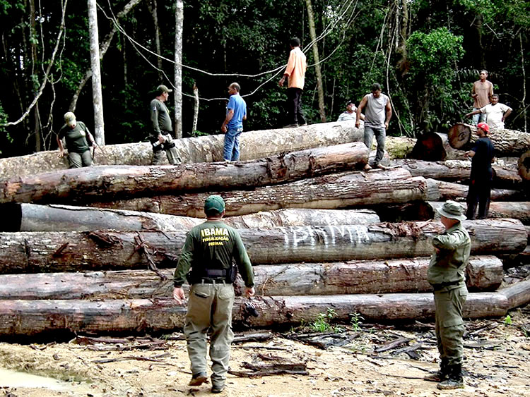 Apreensão de madeira ilegal. Foto: Ibama