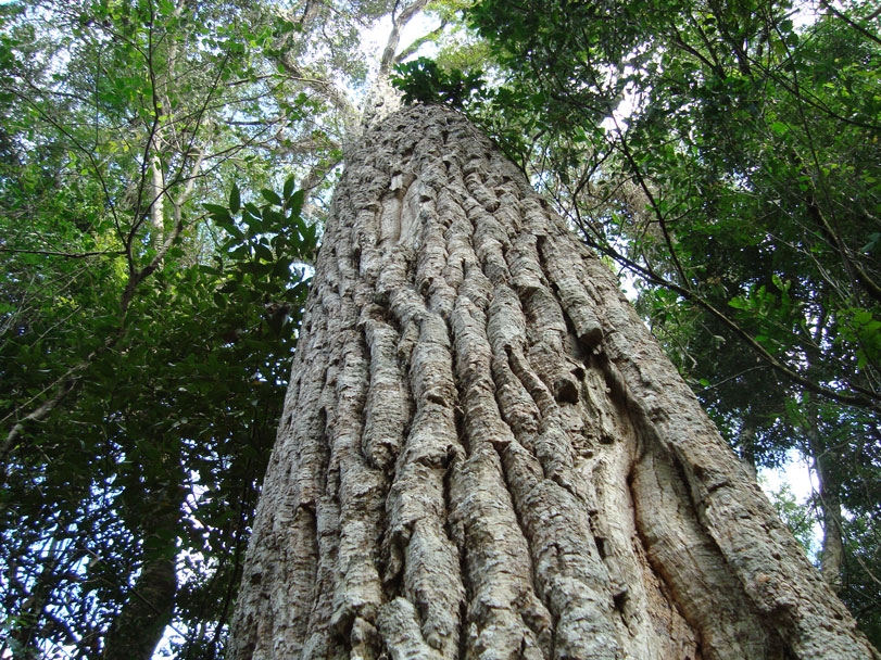 Peroba-rosa, em risco na natureza, protegida na Reserva Biológica das Perobas. Foto: Antonio Cândido Guilherme da Silva (WikiParques).