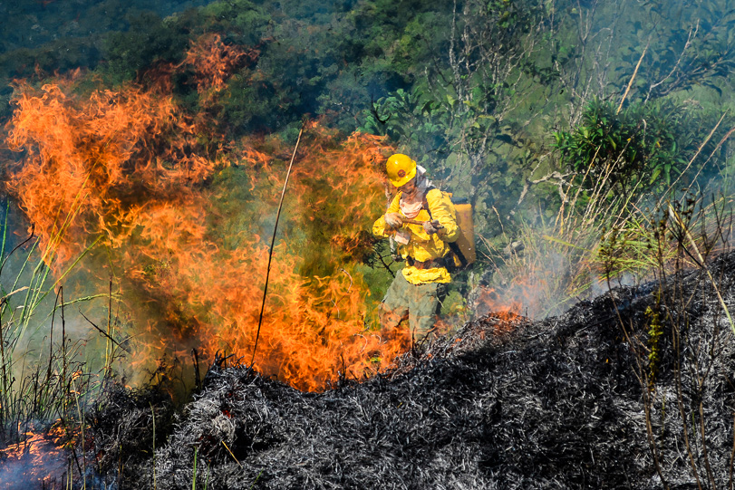 Guarda-parque enfrenta o fogo no Parque Nacional da Tijuca. Foto: