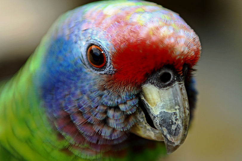 O papagaio-de-cara-roxa ([i]Amazonia brasiliensis[/i]): a prova de que esforços para a conservação compensam. Foto: