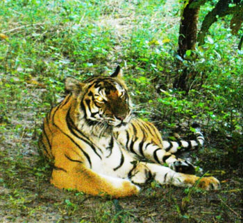 Tigre numa floresta da Cambódia. São muito perseguidos como troféus e, assim mesmo, podem atacar pessoas e gado.