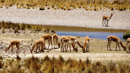 Vicunhas na Reserva Nacional de Pampa Galeras, administrada pelas comunidades camponesas.