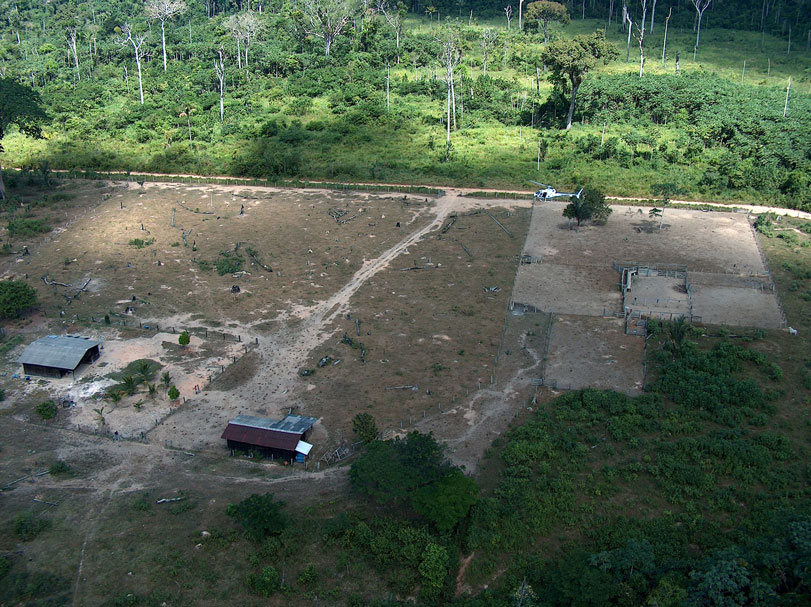 Em 2008, fiscais do Ibama retiram gado de fazenda localizada dentro da Estação Ecológica da Terra do Meio, em Altamira, Pará. Foto: Cgfis/Ibama/2008.