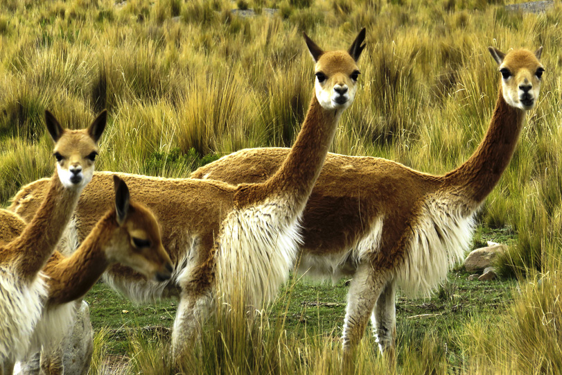 Vicunhas e guanacos no Reserva Nacional de Pampa Galeras. Foto: Marc Dourojeanni