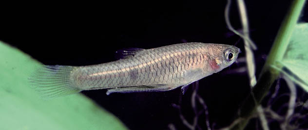 Um exemplar do pequenino Phalloceros caudimaculatus, ou guaru. Foto: José César Nolasco