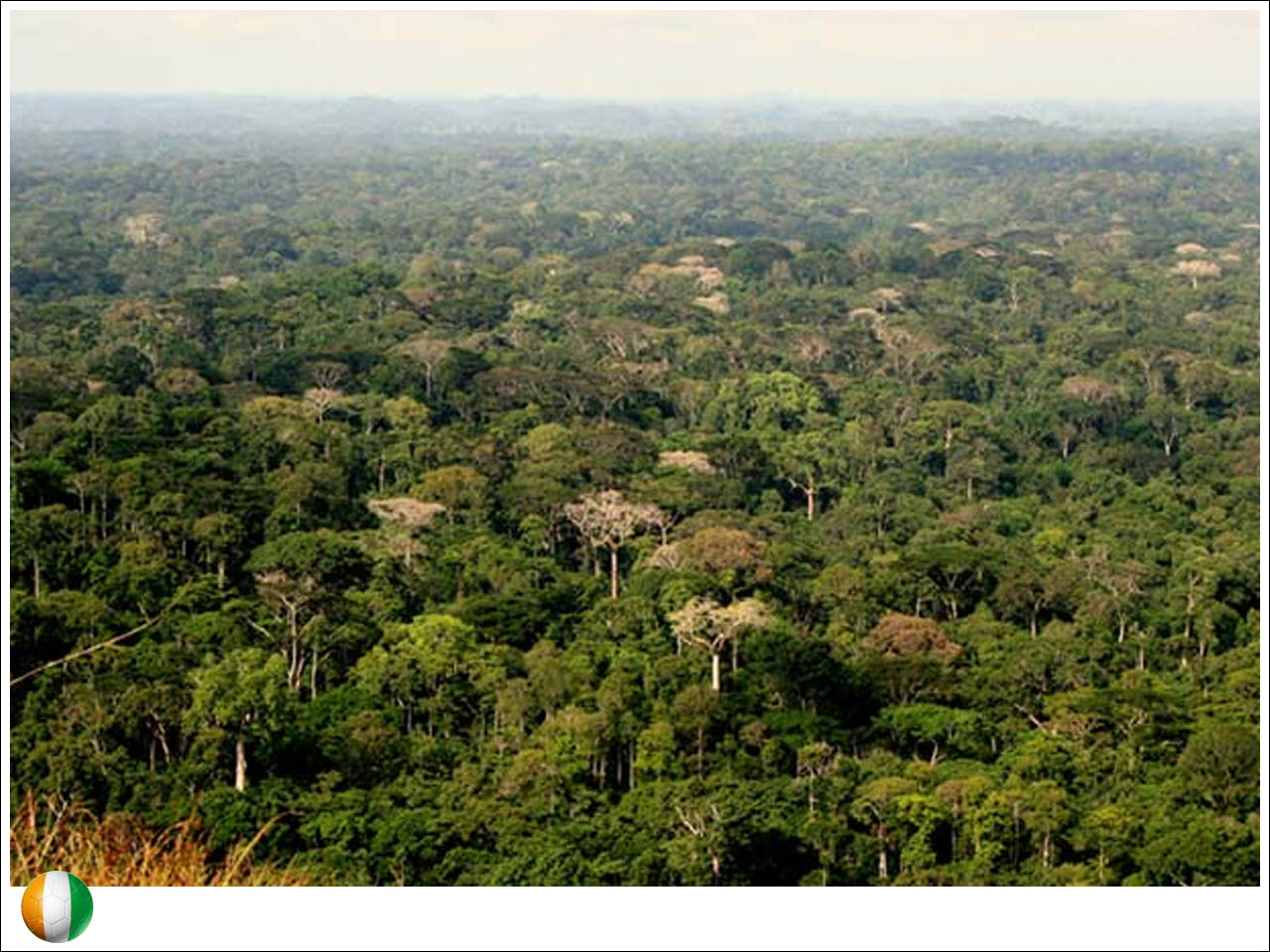 Parque Nacional Taï