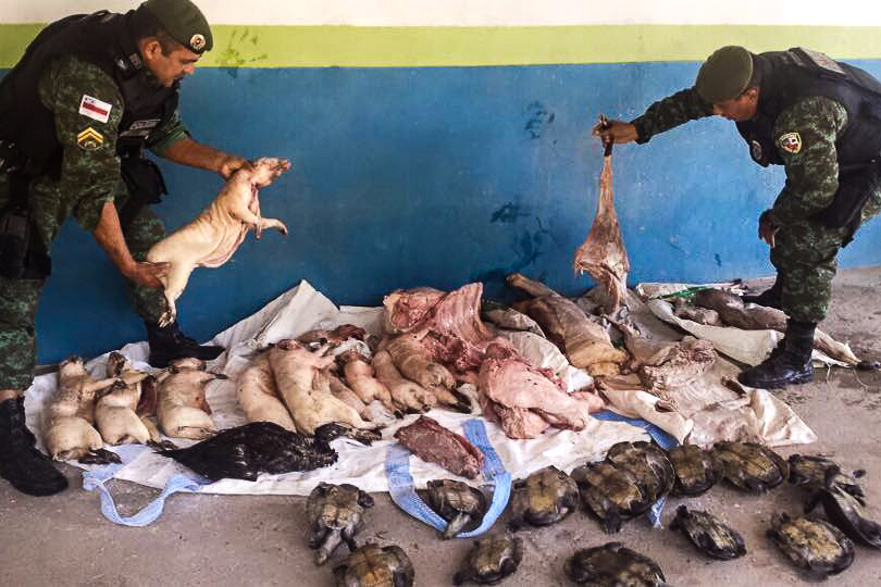 Toda o produto da apreensão foi incinerado. Já os quelônios foram devolvidos à natureza.