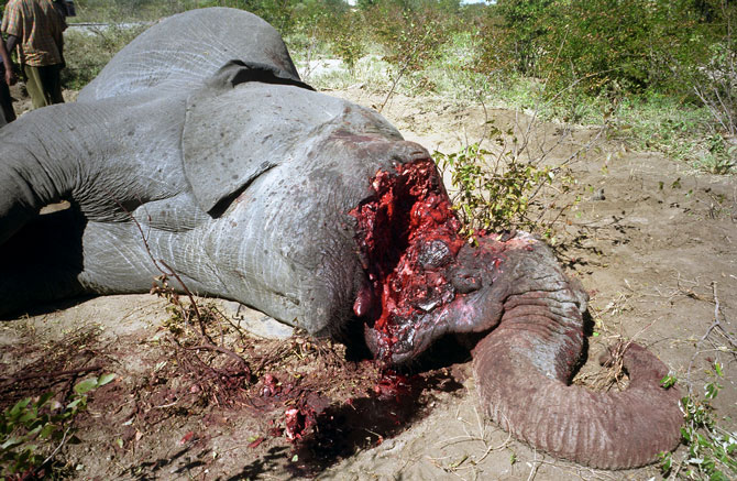 Elefante morto pelo marfim de suas presas. Crédito: Greenwich Photography