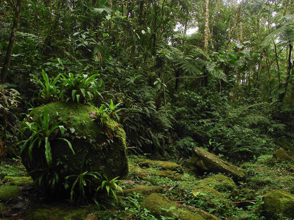 Caminho do Ouro, no meio da Mata Atlântica, em Parati-RJ. Foto: