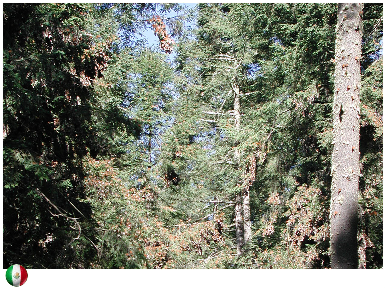 Reserva da Biosfera Borboleta-monarca