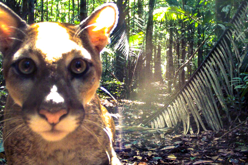 Puma fotografado em uma armadilha. Maior parte das populações de mamíferos, grandes aves e quelônios pode desaparecer devido aos efeitos da inundação. Foto: Eduardo M. Venticinque