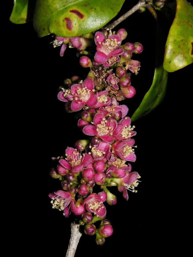 Eugenia petrikensis, floresta litorânea de Madagascar. Crédito: David Rabehevitra