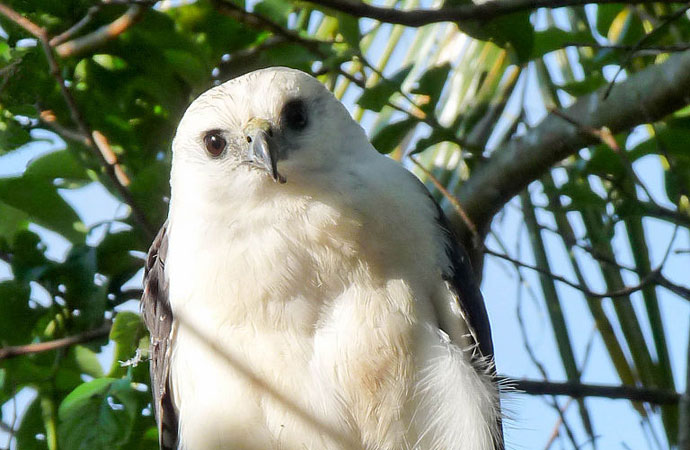 O flagrante de um curioso Amadonastur lacernulatus. Foto: Rick Elis Simpson/Wikimedia Commons