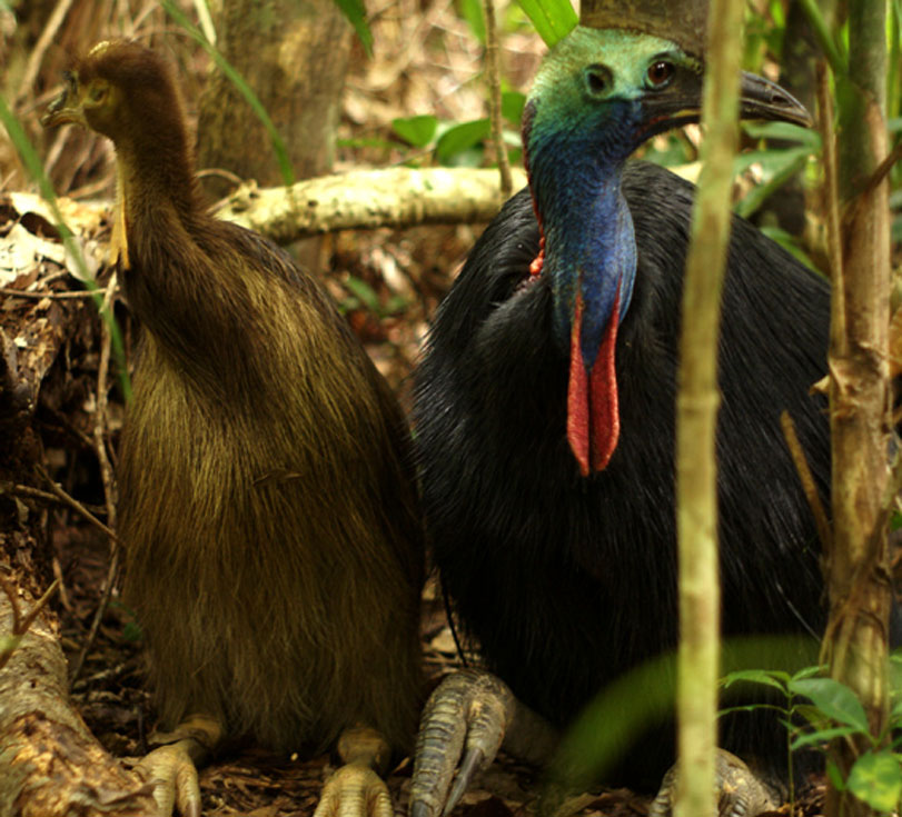 Casuares: no Corredor Garrett, a própria sociedade se mobilizou e comprou terras para proteção. Foto: Mission Beach Cassowaries