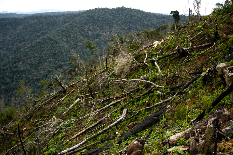 Desmatamento criminoso em áreas de Mata Atlântica. Foto: Germano Woehl Jr./Instituto Rã-bugio