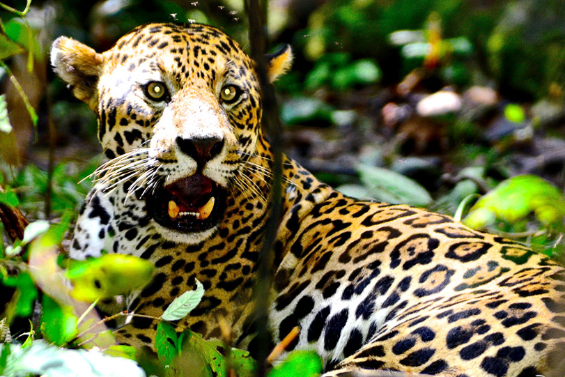 Onça “Confuso”, capturada 2013. Foto: Brandi Jo Petronio