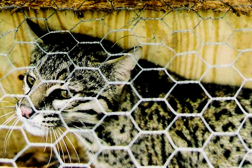 Primeira captura de um Leopardus geoffroyi (gato-do-mato-grande) pintado no Brasil, maio de 2005 (Arroio Grande-RS). Foto: Fabio Mazim