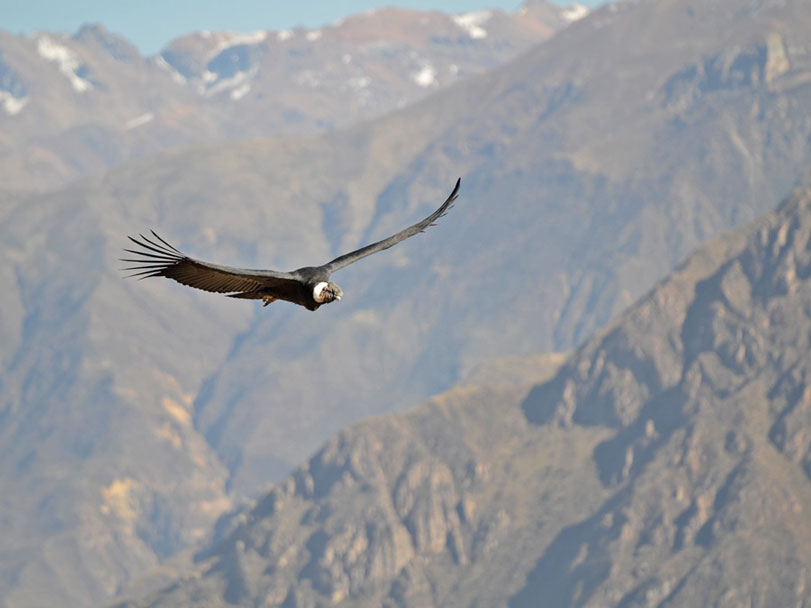 Em vôo sobre o Colca Canyon, Arequipa, no Peru.