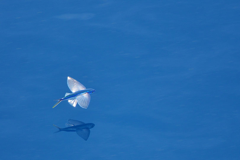 O peixe-voador ([i]Exocoetus volitans[/i]) voa sobre as águas perfeitamente calmas do Golfo do México. Foto: