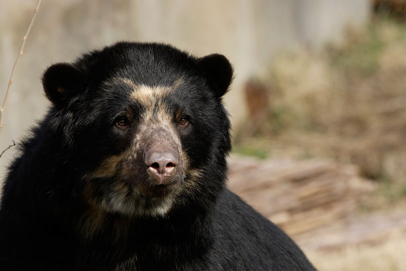 Esta é Billie Jean, um urso- de-óculos fêmea, hóspede do Zoológico Nacional Smithsonian nos Estados Unidos. Foto:
