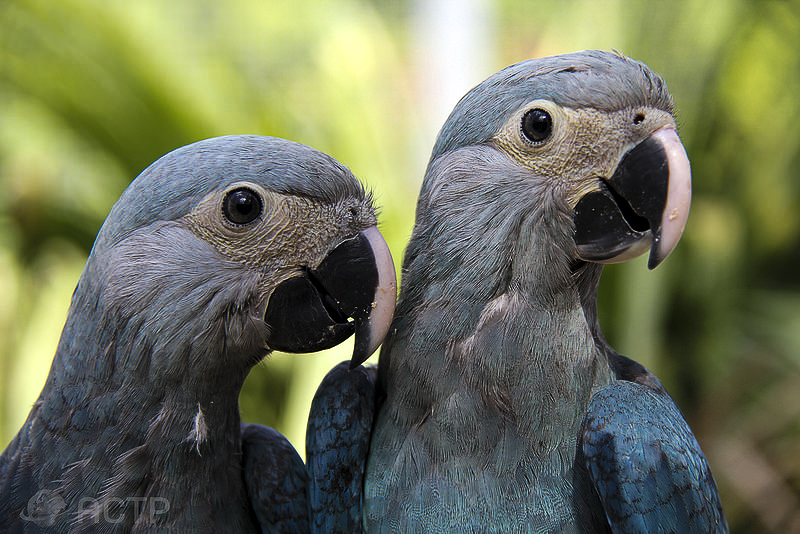 Carla e Tiago, as ararinhas-azuis germânicas. Foto:
