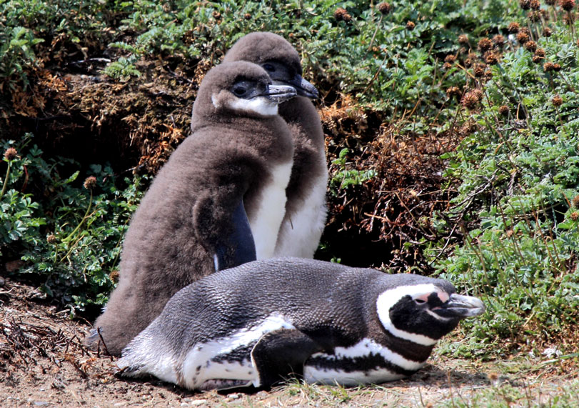 Um pinguim-de-magalhães em seu ninho. Melhor manter distância ou....