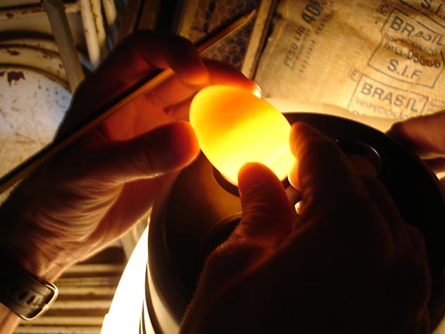Biólogos tentam identificar fase de desenvolvimento do embrião no ovo do pato-mergulhão. (Foto: ICMBio)