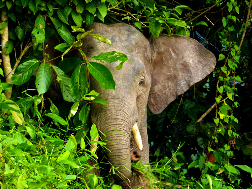 Um desconfiado elefante-pigmeu-de-bornéu ([i]Elephas maximus borneensis[/i]), fotografado nas matas de Sukau, na Malásia. Foto: