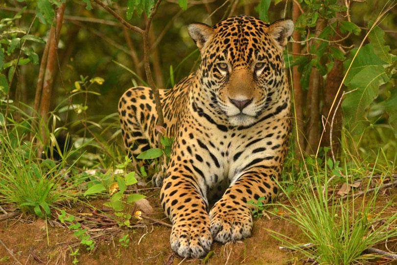 Apelidado de "Mexicano", o jovem adulto macho "posa" para a foto. Foto: Lucas Leuzinger / Fazenda Barranco Alto, Pantanal.