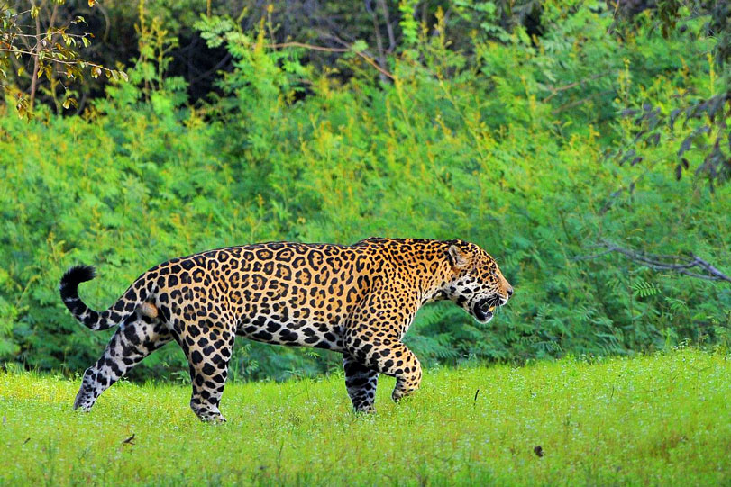 Alexandre, o macharrão dominante da região, mostra porque ele é o macho dominante. Foto: Lucas Leuzinger / Fazenda Barranco Alto. Pantanal
